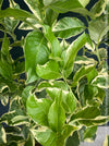 Variegated Lemon tree / Citrus limon foliis variegatis sanguineum, organically grown tropical plants for sale at TOMs FLOWer CLUB.