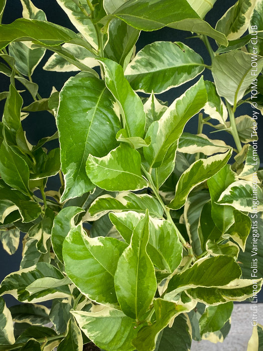Variegated Lemon tree / Citrus limon foliis variegatis sanguineum, organically grown tropical plants for sale at TOMs FLOWer CLUB.