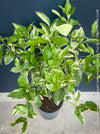Variegated Lemon tree / Citrus limon foliis variegatis sanguineum, organically grown tropical plants for sale at TOMs FLOWer CLUB.