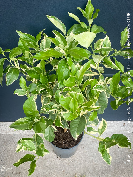 Variegated Lemon tree / Citrus limon foliis variegatis sanguineum, organically grown tropical plants for sale at TOMs FLOWer CLUB.