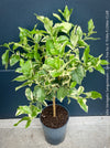 Variegated Lemon tree / Citrus limon foliis variegatis sanguineum, organically grown tropical plants for sale at TOMs FLOWer CLUB.