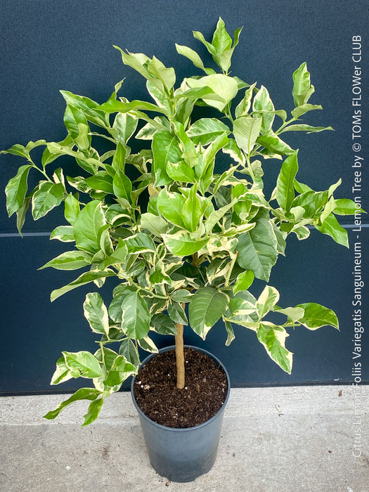 Variegated Lemon tree / Citrus limon foliis variegatis sanguineum, organically grown tropical plants for sale at TOMs FLOWer CLUB.