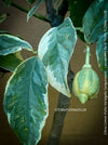 Lemon tree / Citrus limon foliis variegatis sanguineum, variegata, variegated lemon tree, organically grown tropical plants for sale at TOMs FLOWer CLUB