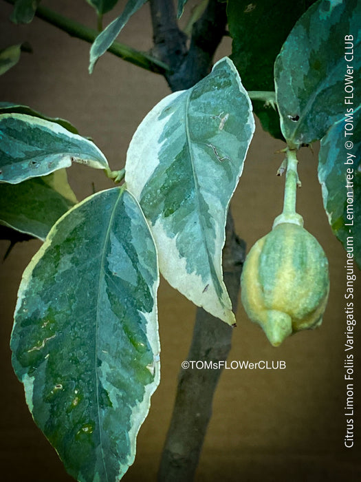 Lemon tree / Citrus limon foliis variegatis sanguineum, variegata, variegated lemon tree, organically grown tropical plants for sale at TOMs FLOWer CLUB