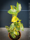 Lemon tree / Citrus limon foliis variegatis sanguineum, variegata, variegated lemon tree, organically grown tropical plants for sale at TOMs FLOWer CLUB