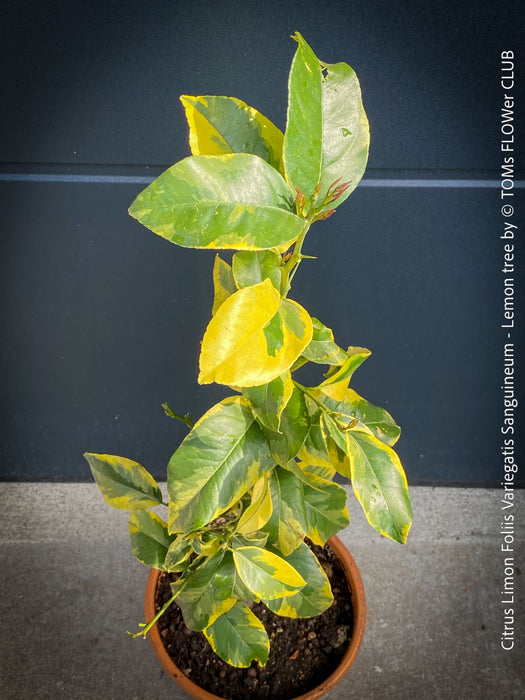 Lemon tree / Citrus limon foliis variegatis sanguineum, variegata, variegated lemon tree, organically grown tropical plants for sale at TOMs FLOWer CLUB