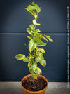 Lemon tree / Citrus limon foliis variegatis sanguineum, variegata, variegated lemon tree, organically grown tropical plants for sale at TOMs FLOWer CLUB