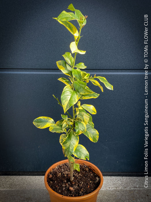 Lemon tree / Citrus limon foliis variegatis sanguineum, variegata, variegated lemon tree, organically grown tropical plants for sale at TOMs FLOWer CLUB