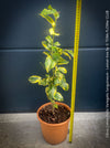 Lemon tree / Citrus limon foliis variegatis sanguineum, variegata, variegated lemon tree, organically grown tropical plants for sale at TOMs FLOWer CLUB
