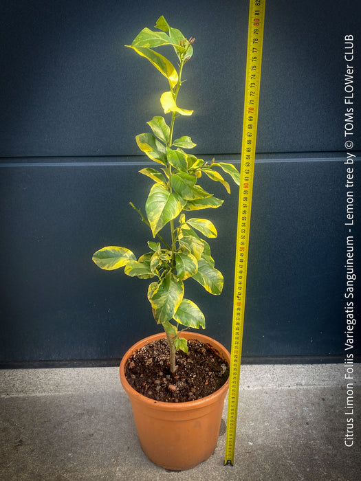 Lemon tree / Citrus limon foliis variegatis sanguineum, variegata, variegated lemon tree, organically grown tropical plants for sale at TOMs FLOWer CLUB