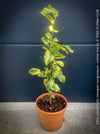 Lemon tree / Citrus limon foliis variegatis sanguineum, variegata, variegated lemon tree, organically grown tropical plants for sale at TOMs FLOWer CLUB