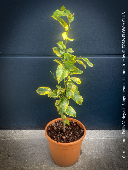 Lemon tree / Citrus limon foliis variegatis sanguineum, variegata, variegated lemon tree, organically grown tropical plants for sale at TOMs FLOWer CLUB
