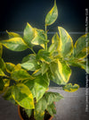 Lemon tree / Citrus limon foliis variegatis sanguineum, variegata, variegated lemon tree, organically grown tropical plants for sale at TOMs FLOWer CLUB