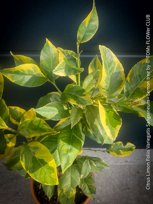 Lemon tree / Citrus limon foliis variegatis sanguineum, variegata, variegated lemon tree, organically grown tropical plants for sale at TOMs FLOWer CLUB