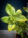 Lemon tree / Citrus limon foliis variegatis sanguineum, variegata, variegated lemon tree, organically grown tropical plants for sale at TOMs FLOWer CLUB