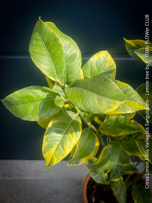 Lemon tree / Citrus limon foliis variegatis sanguineum, variegata, variegated lemon tree, organically grown tropical plants for sale at TOMs FLOWer CLUB