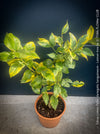 Lemon tree / Citrus limon foliis variegatis sanguineum, variegata, variegated lemon tree, organically grown tropical plants for sale at TOMs FLOWer CLUB
