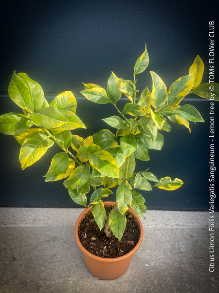 Lemon tree / Citrus limon foliis variegatis sanguineum, variegata, variegated lemon tree, organically grown tropical plants for sale at TOMs FLOWer CLUB