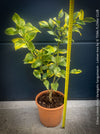 Lemon tree / Citrus limon foliis variegatis sanguineum, variegata, variegated lemon tree, organically grown tropical plants for sale at TOMs FLOWer CLUB