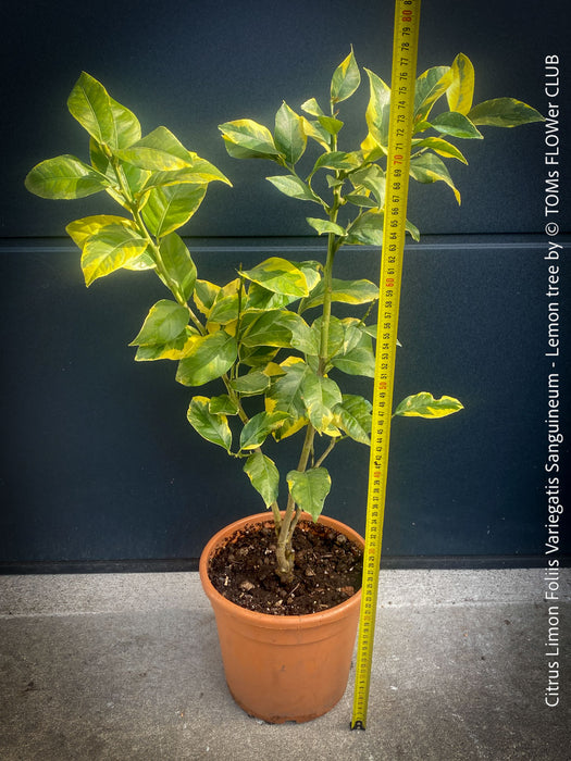 Lemon tree / Citrus limon foliis variegatis sanguineum, variegata, variegated lemon tree, organically grown tropical plants for sale at TOMs FLOWer CLUB
