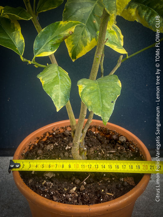 Lemon tree / Citrus limon foliis variegatis sanguineum, variegata, variegated lemon tree, organically grown tropical plants for sale at TOMs FLOWer CLUB