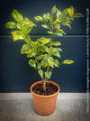 Lemon tree / Citrus limon foliis variegatis sanguineum, variegata, variegated lemon tree, organically grown tropical plants for sale at TOMs FLOWer CLUB