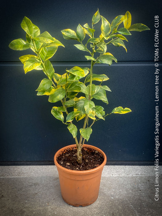Lemon tree / Citrus limon foliis variegatis sanguineum, variegata, variegated lemon tree, organically grown tropical plants for sale at TOMs FLOWer CLUB