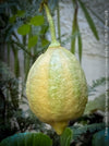 Lemon tree / Citrus limon foliis variegatis sanguineum, variegata, variegated lemon tree, organically grown tropical plants for sale at TOMs FLOWer CLUB