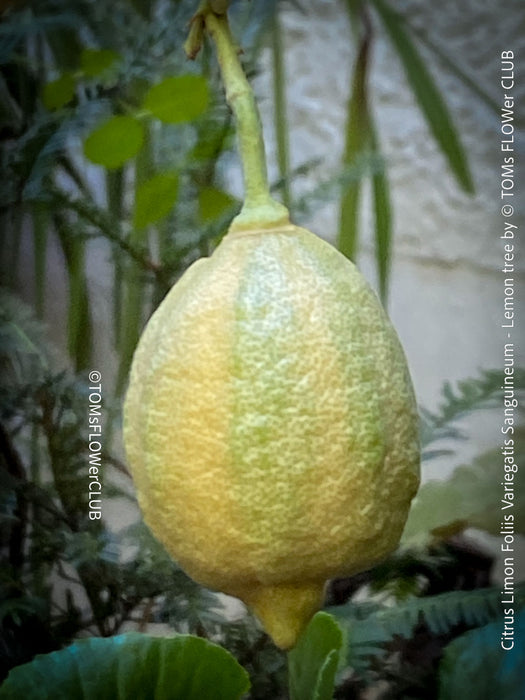 Lemon tree / Citrus limon foliis variegatis sanguineum, variegata, variegated lemon tree, organically grown tropical plants for sale at TOMs FLOWer CLUB