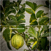 Lemon tree / Citrus limon foliis variegatis sanguineum, variegata, variegated lemon tree, organically grown tropical plants for sale at TOMs FLOWer CLUB
