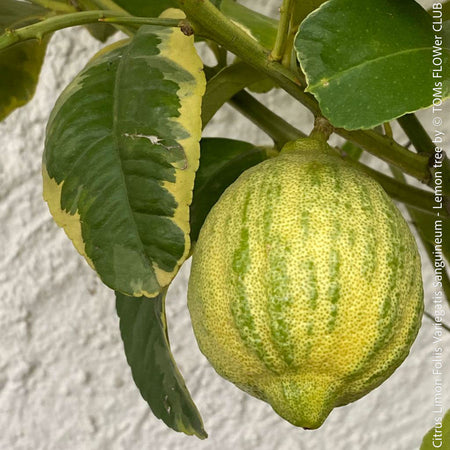 Lemon tree / Citrus limon foliis variegatis sanguineum, variegata, variegated lemon tree, organically grown tropical plants for sale at TOMs FLOWer CLUB