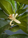 Flower of Citrus Limon, Lemon Tree, Zitronenbaum organically grown tropical citrus plants for sale at TOMs FLOWer CLUB.