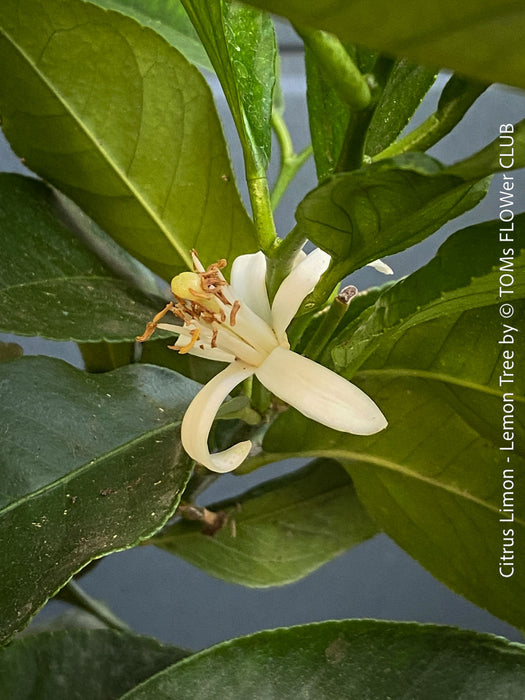 Flower of Citrus Limon, Lemon Tree, Zitronenbaum organically grown tropical citrus plants for sale at TOMs FLOWer CLUB.