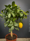 Citrus Limon, Lemon Tree, Zitronenbaum organically grown tropical citrus plants for sale at TOMs FLOWer CLUB.