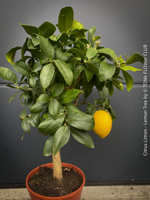 Citrus Limon, Lemon Tree, Zitronenbaum organically grown tropical citrus plants for sale at TOMs FLOWer CLUB.