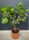 Citrus Limon, Lemon Tree, Zitronenbaum organically grown tropical citrus plants for sale at TOMs FLOWer CLUB.