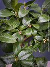 Citrus Limon, Lemon Tree, Zitronenbaum organically grown tropical citrus plants for sale at TOMs FLOWer CLUB.