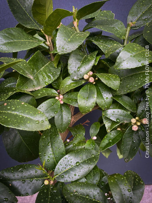 Citrus Limon, Lemon Tree, Zitronenbaum organically grown tropical citrus plants for sale at TOMs FLOWer CLUB.
