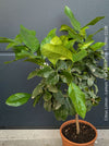 Citrus Limon, Lemon Tree, Zitronenbaum organically grown tropical citrus plants for sale at TOMs FLOWer CLUB.