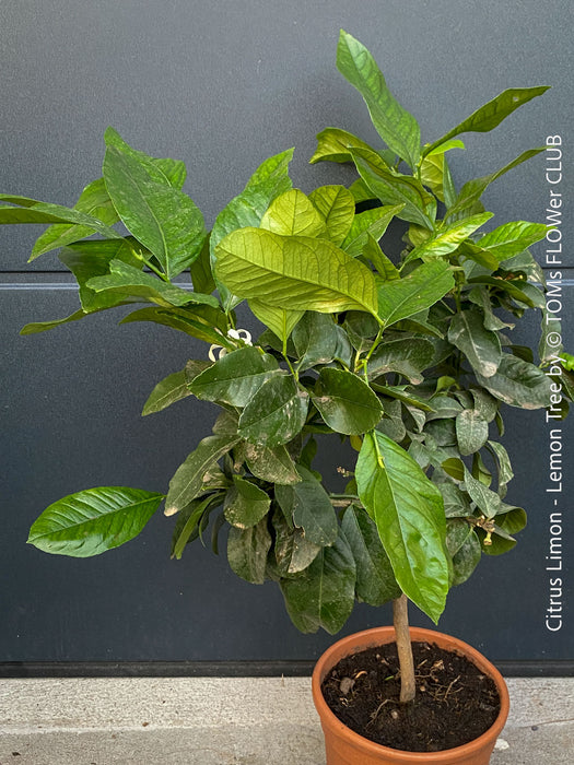 Citrus Limon, Lemon Tree, Zitronenbaum organically grown tropical citrus plants for sale at TOMs FLOWer CLUB.