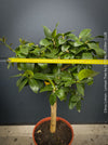 Citrus Limon, Lemon Tree, Zitronenbaum organically grown tropical citrus plants for sale at TOMs FLOWer CLUB.