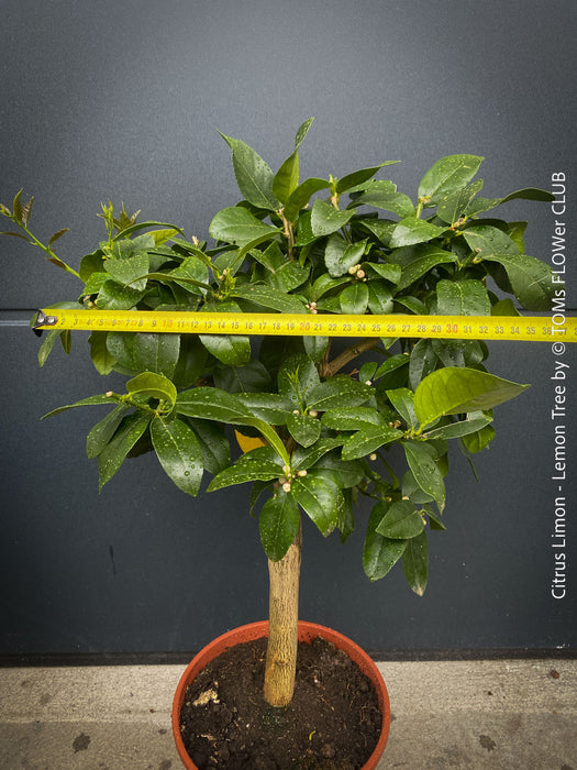 Citrus Limon, Lemon Tree, Zitronenbaum organically grown tropical citrus plants for sale at TOMs FLOWer CLUB.