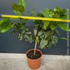Citrus Limon, Lemon Tree, Zitronenbaum organically grown tropical citrus plants for sale at TOMs FLOWer CLUB.