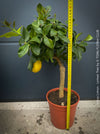 Citrus Limon, Lemon Tree, Zitronenbaum organically grown tropical citrus plants for sale at TOMs FLOWer CLUB.