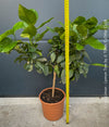 Citrus Limon, Lemon Tree, Zitronenbaum organically grown tropical citrus plants for sale at TOMs FLOWer CLUB.