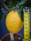 Citrus Limon, Lemon Tree, Zitronenbaum organically grown tropical citrus plants for sale at TOMs FLOWer CLUB.