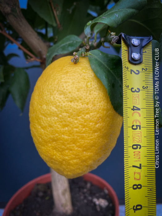 Citrus Limon, Lemon Tree, Zitronenbaum organically grown tropical citrus plants for sale at TOMs FLOWer CLUB.