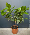 Citrus Limon, Lemon Tree, Zitronenbaum organically grown tropical citrus plants for sale at TOMs FLOWer CLUB.