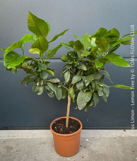Citrus Limon, Lemon Tree, Zitronenbaum organically grown tropical citrus plants for sale at TOMs FLOWer CLUB.
