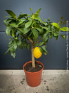 Citrus Limon, Lemon Tree, Zitronenbaum organically grown tropical citrus plants for sale at TOMs FLOWer CLUB.